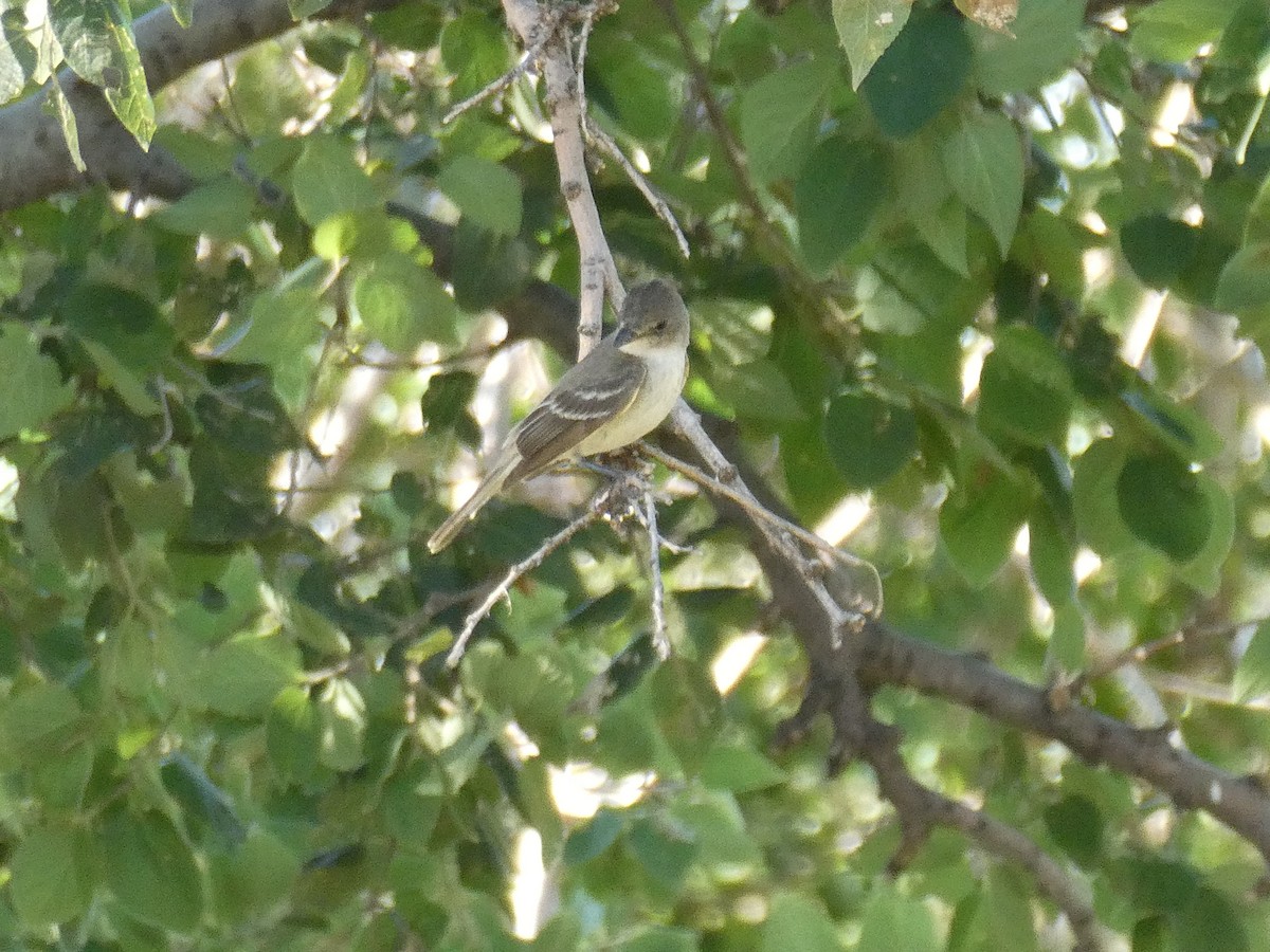 Willow Flycatcher - ML601243581
