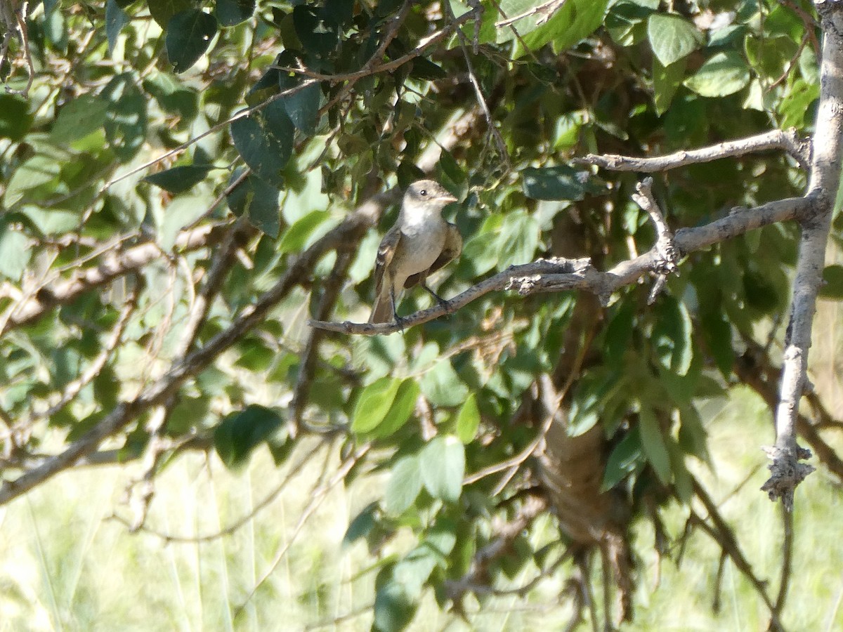 Willow Flycatcher - ML601243591