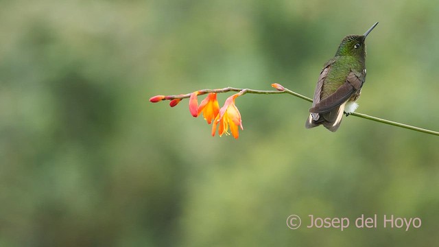 Buff-tailed Coronet - ML601243981