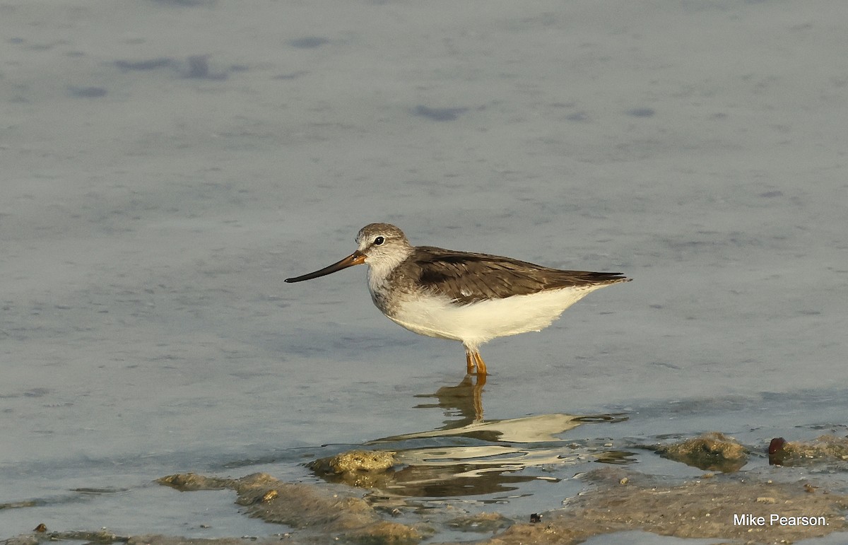 Terek Sandpiper - Mike Pearson