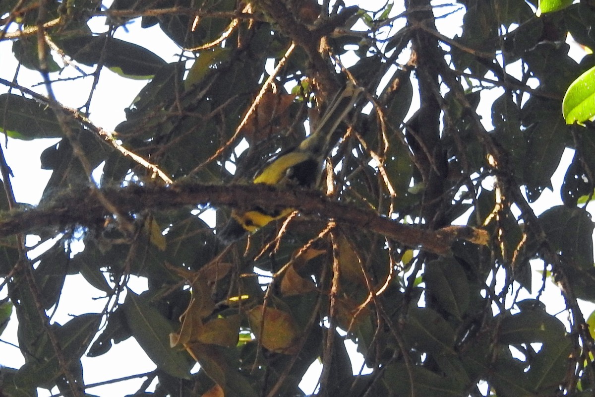 Yellow-cheeked Tit - Judy Matsuoka