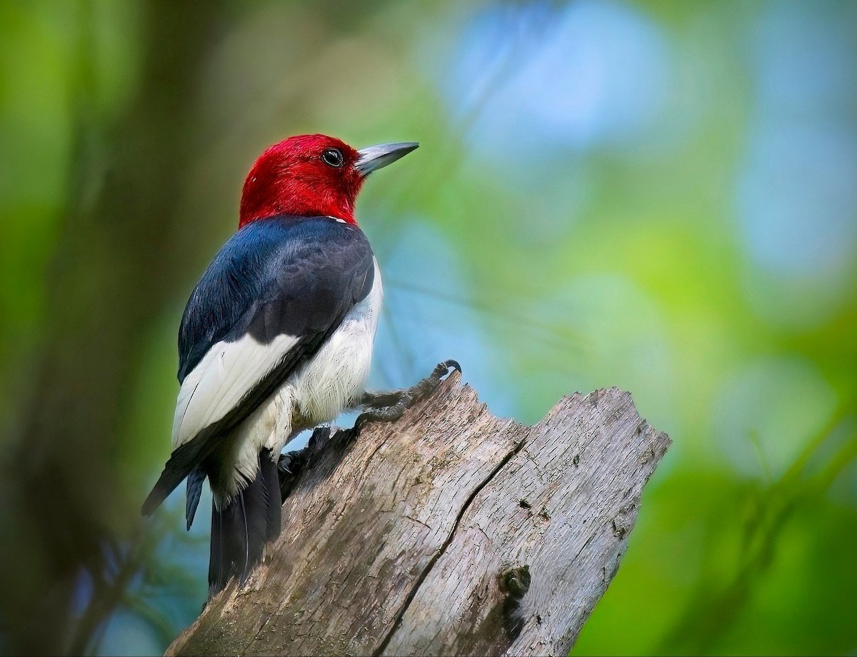 Red-headed Woodpecker - Tony T