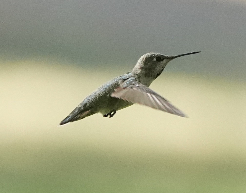 tanımsız Trochilidae sp. - ML601246481