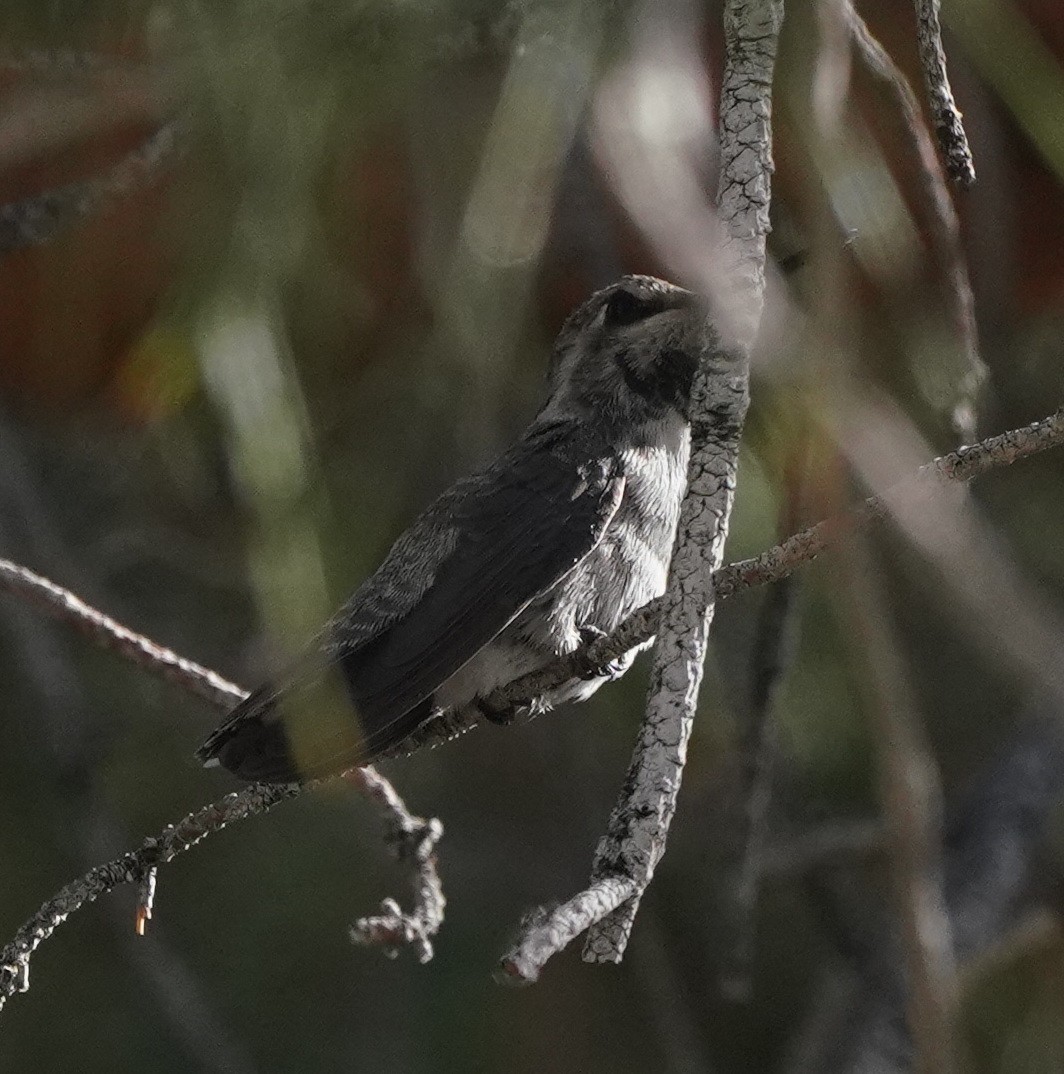 ub. kolibri (Trochilidae sp.) - ML601246491