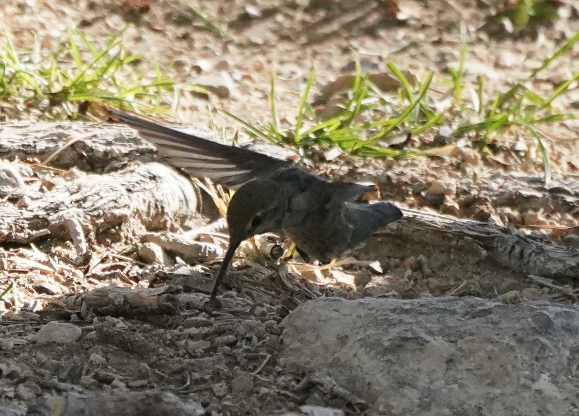 ub. kolibri (Trochilidae sp.) - ML601246501