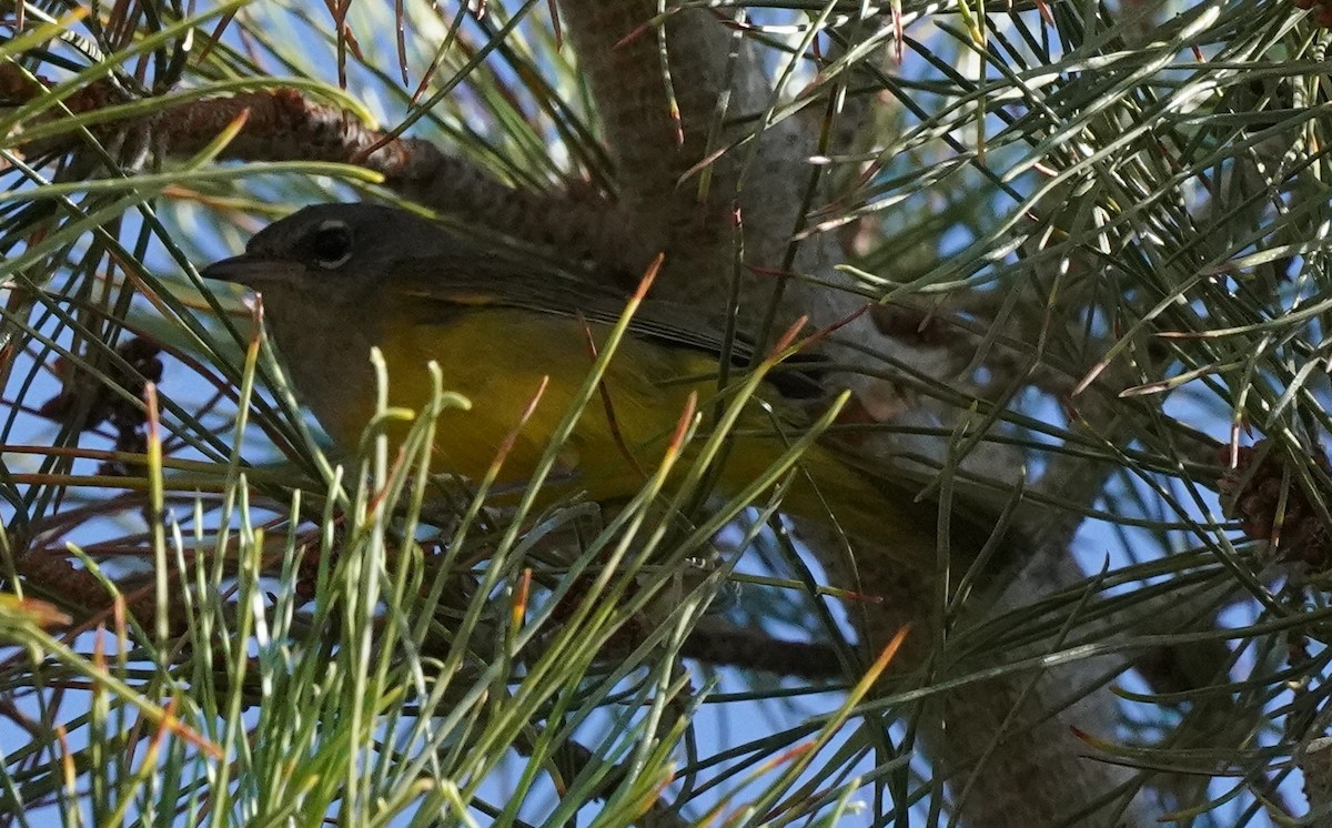 MacGillivray's Warbler - ML601246571