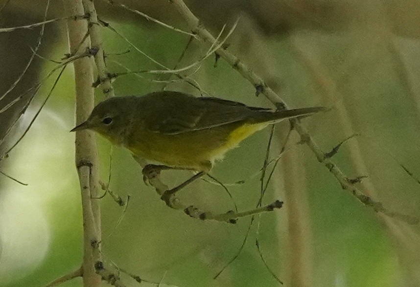 Orange-crowned Warbler - ML601246581