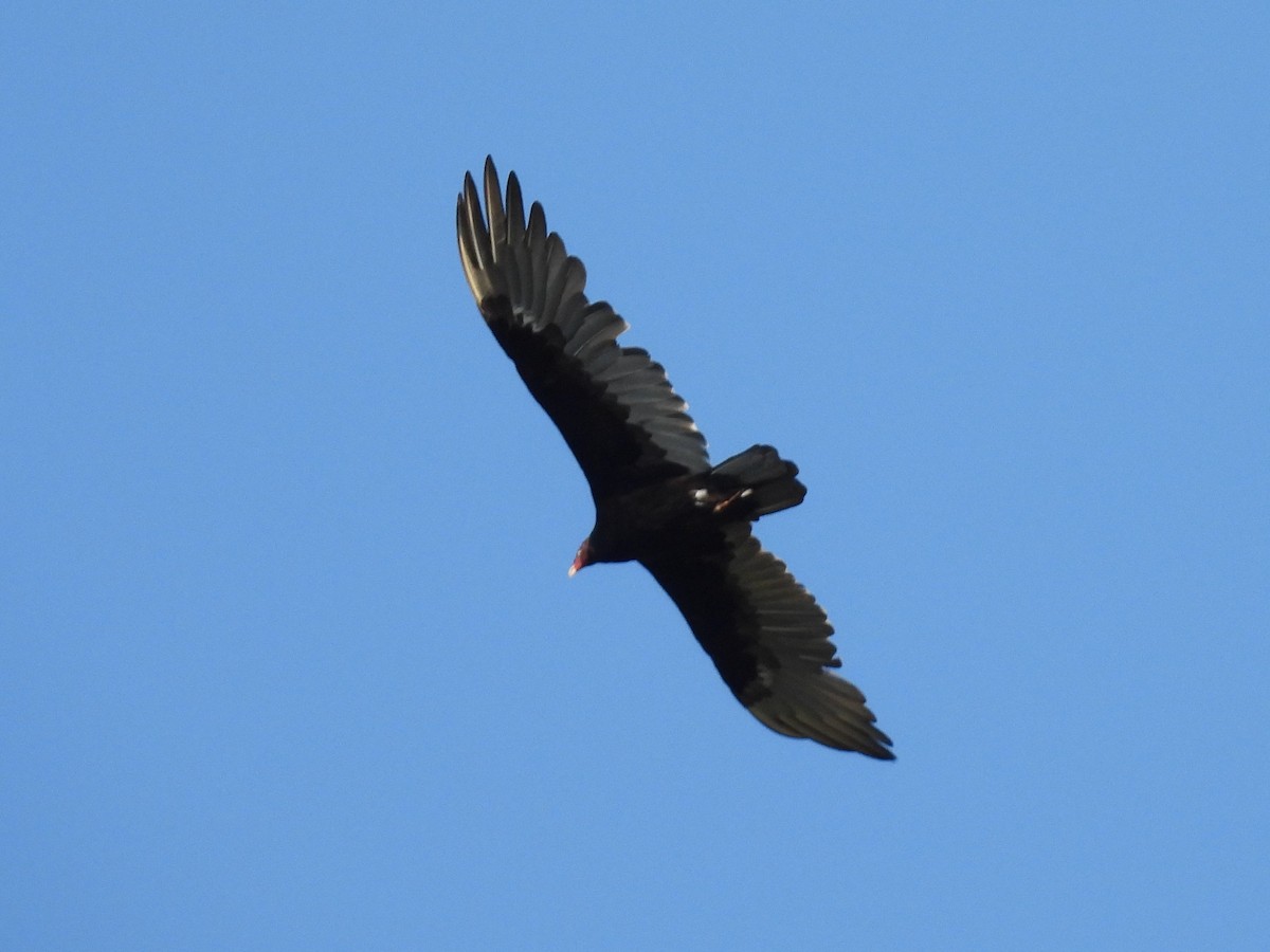 Turkey Vulture - ML601248111