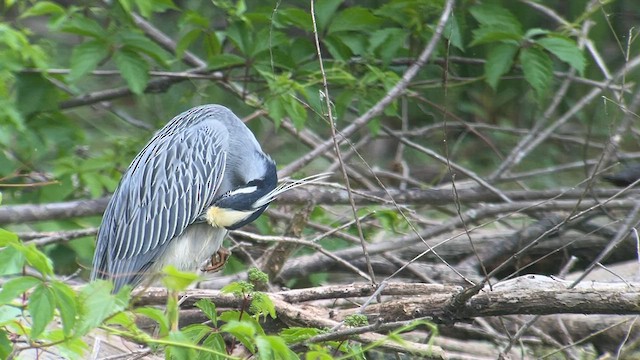 Yellow-crowned Night Heron - ML601248651