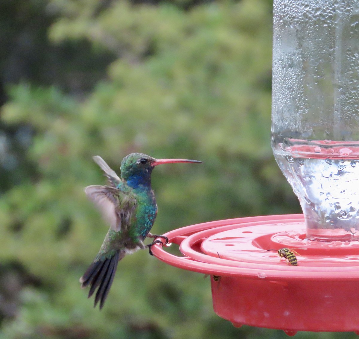 Broad-billed Hummingbird - ML601248781