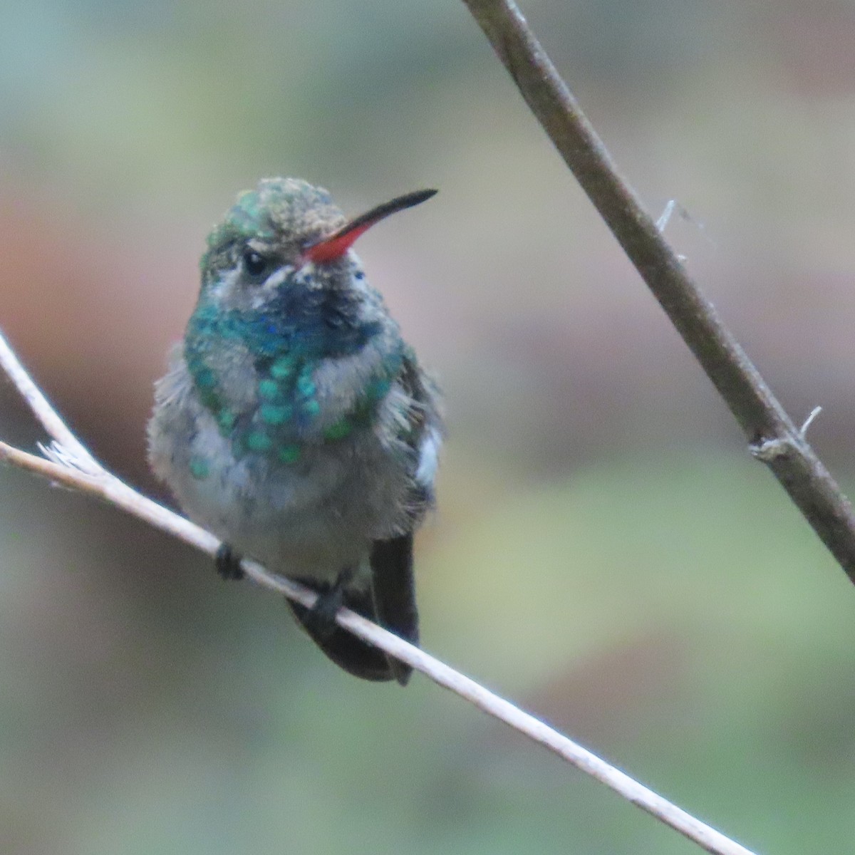 Broad-billed Hummingbird - ML601248791