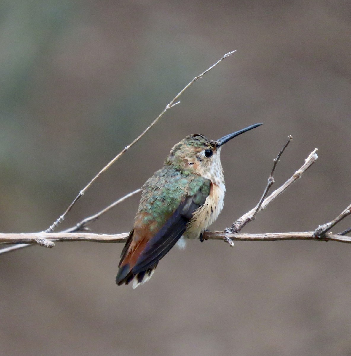 Rufous Hummingbird - ML601248881