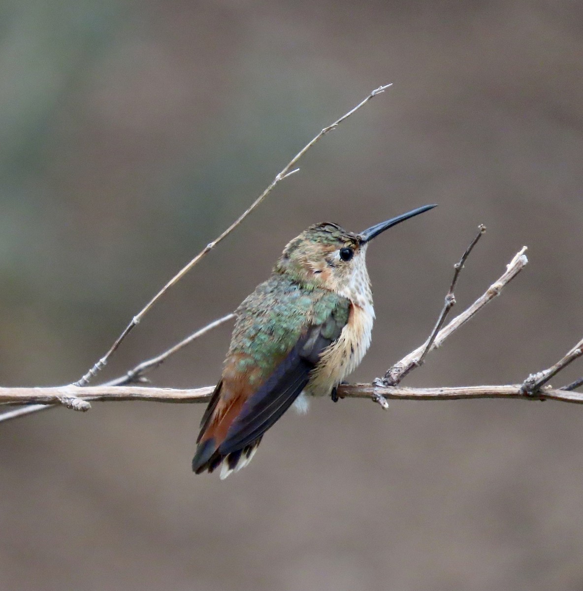 Rufous Hummingbird - Laurie Howlett