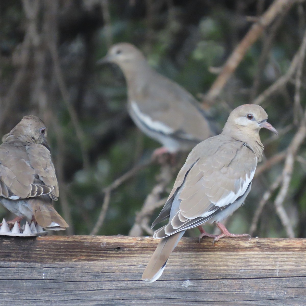 White-winged Dove - ML601248911