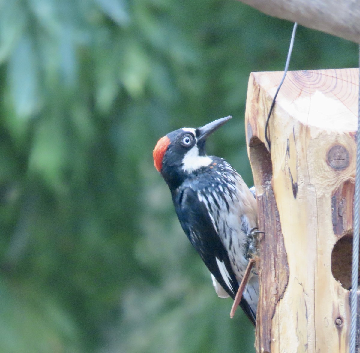 Acorn Woodpecker - ML601248951