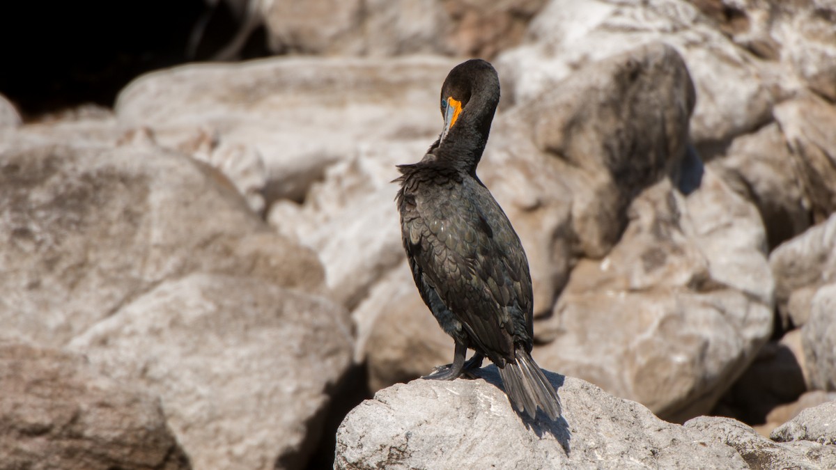 Cape Cormorant - Eric van Poppel