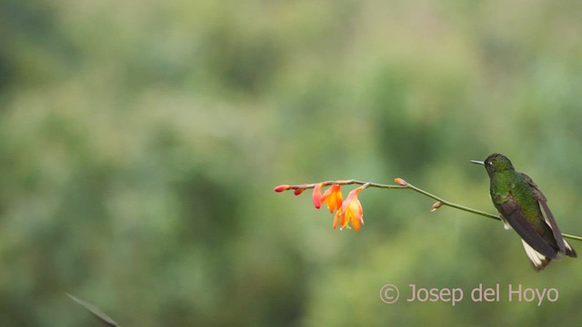 Buff-tailed Coronet - ML601251151