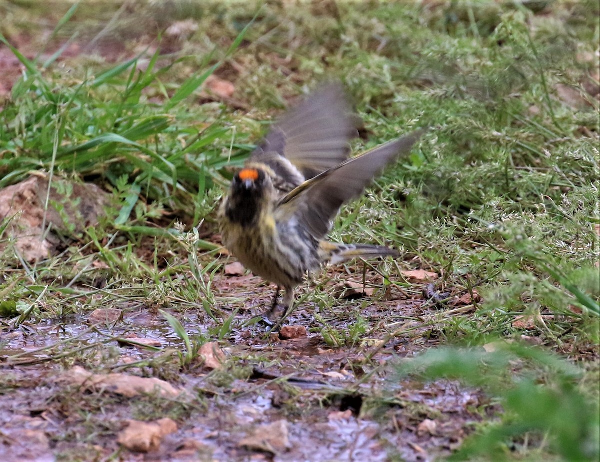 Fire-fronted Serin - ML601251491