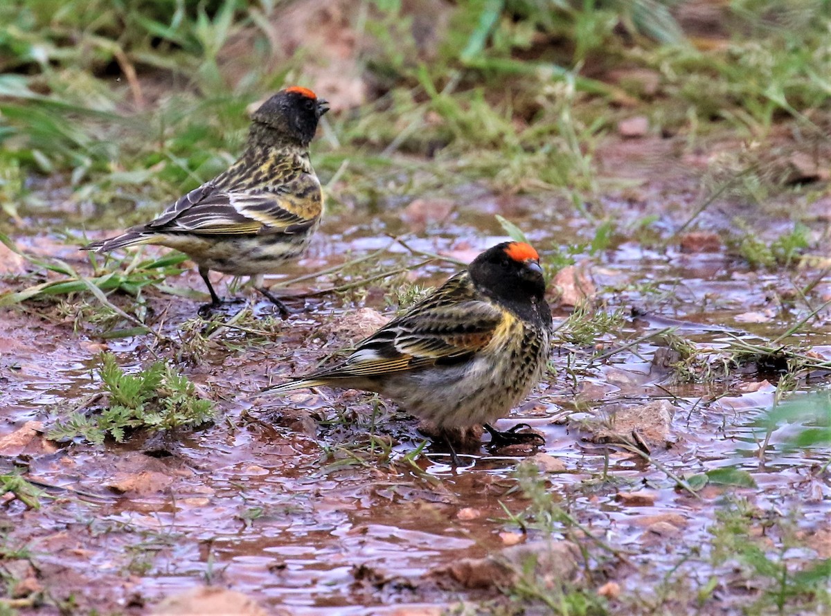 Fire-fronted Serin - ML601251631