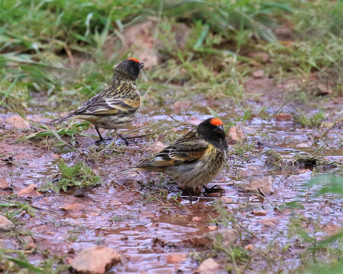 Fire-fronted Serin - ML601251641