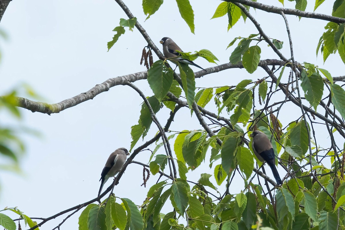 Brown Bullfinch - Neeraja V