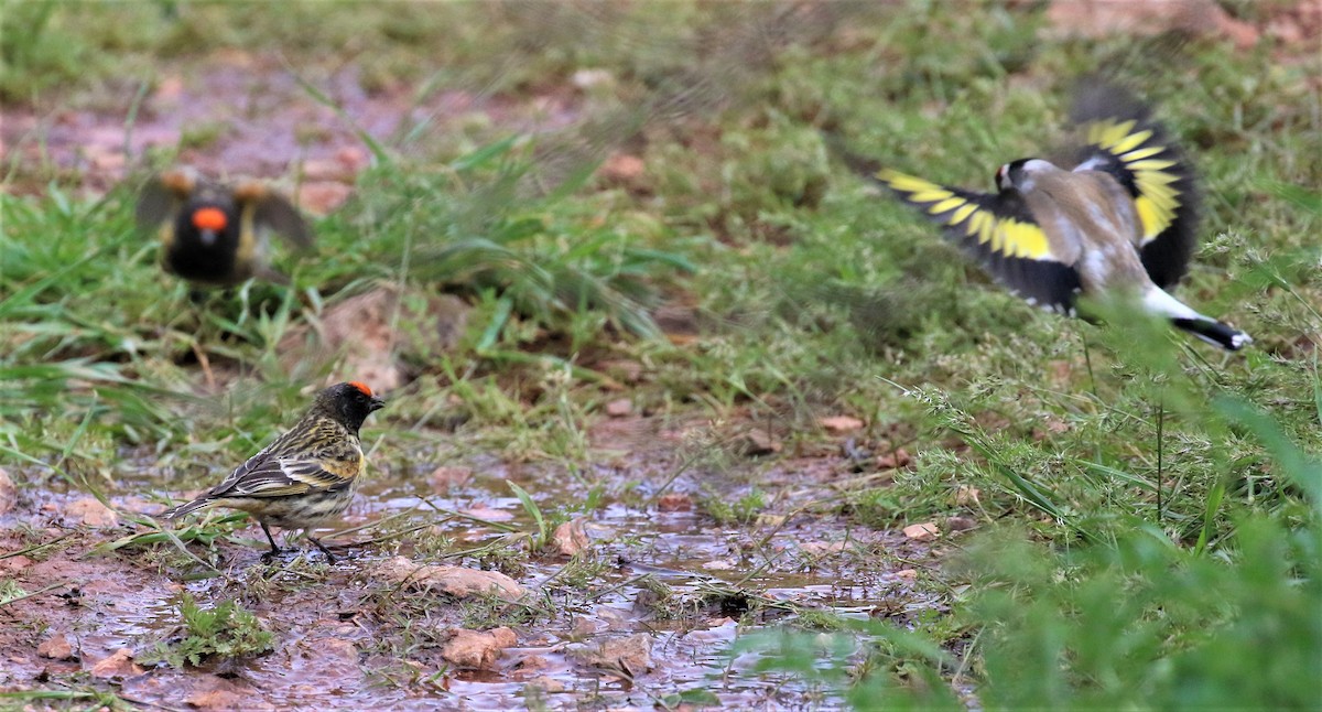 Fire-fronted Serin - ML601251721
