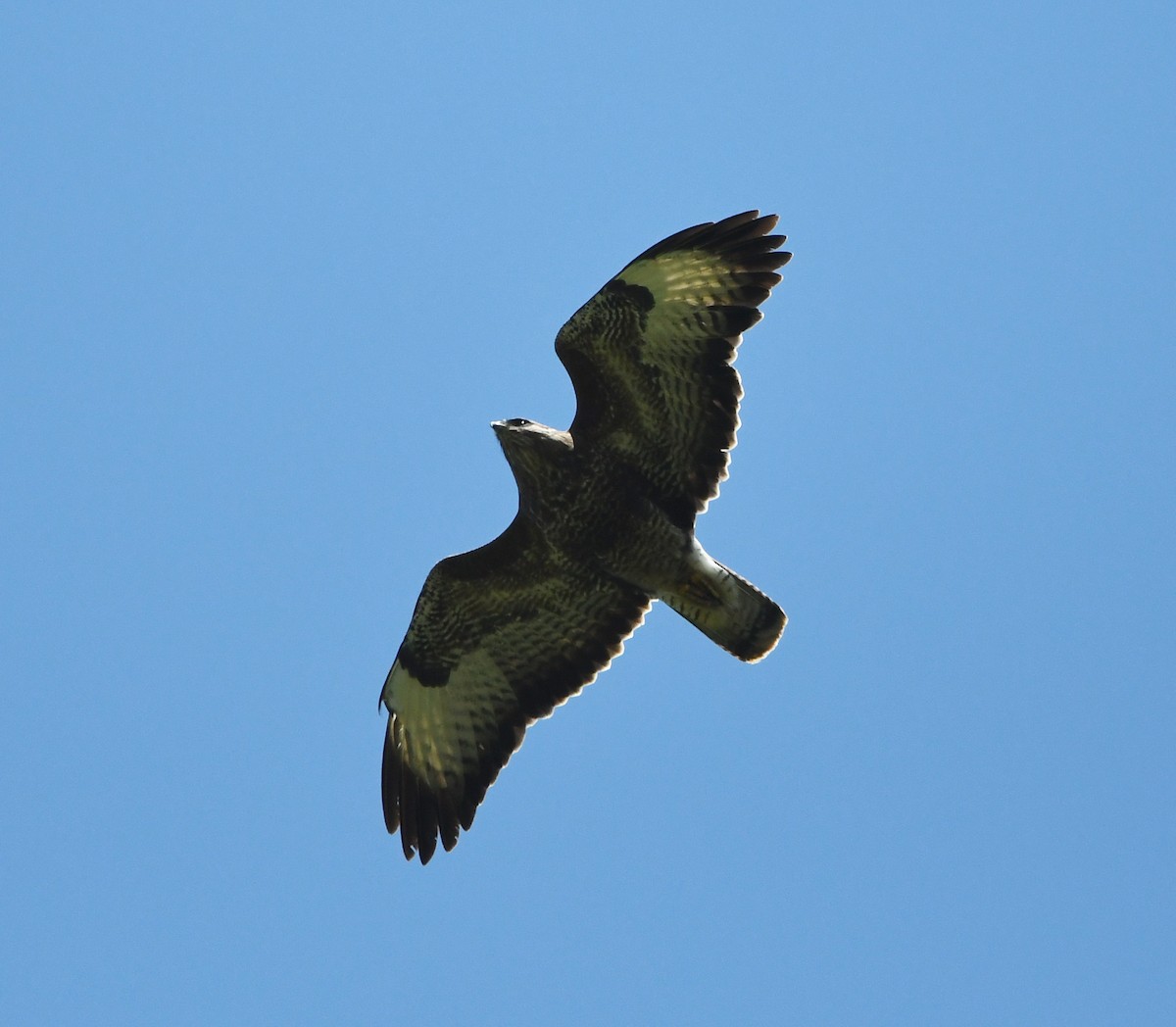 Common Buzzard (Western) - ML601252501