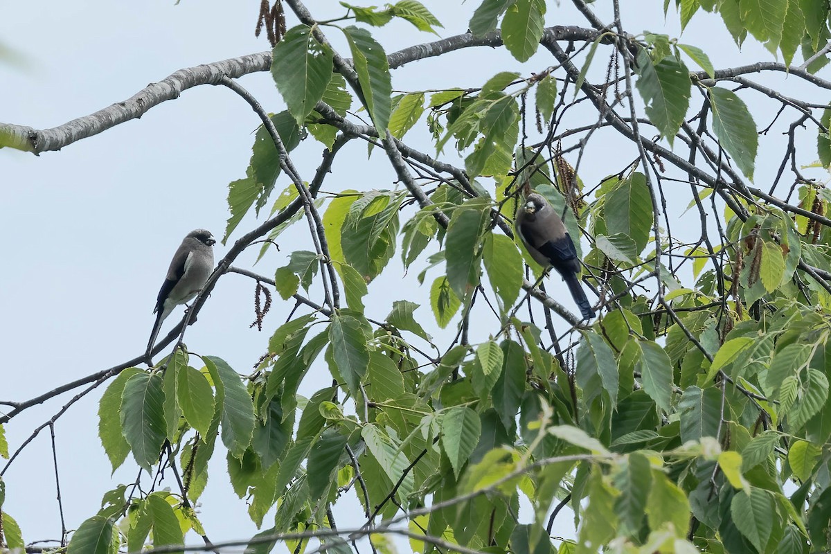 Brown Bullfinch - Neeraja V