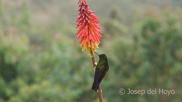 Buff-tailed Coronet - ML601253141