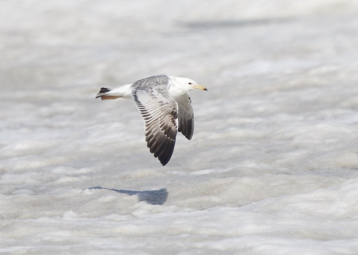 Lesser Black-backed Gull - Joseph Priniotakis