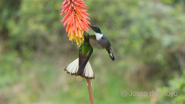 Buff-tailed Coronet - ML601254601