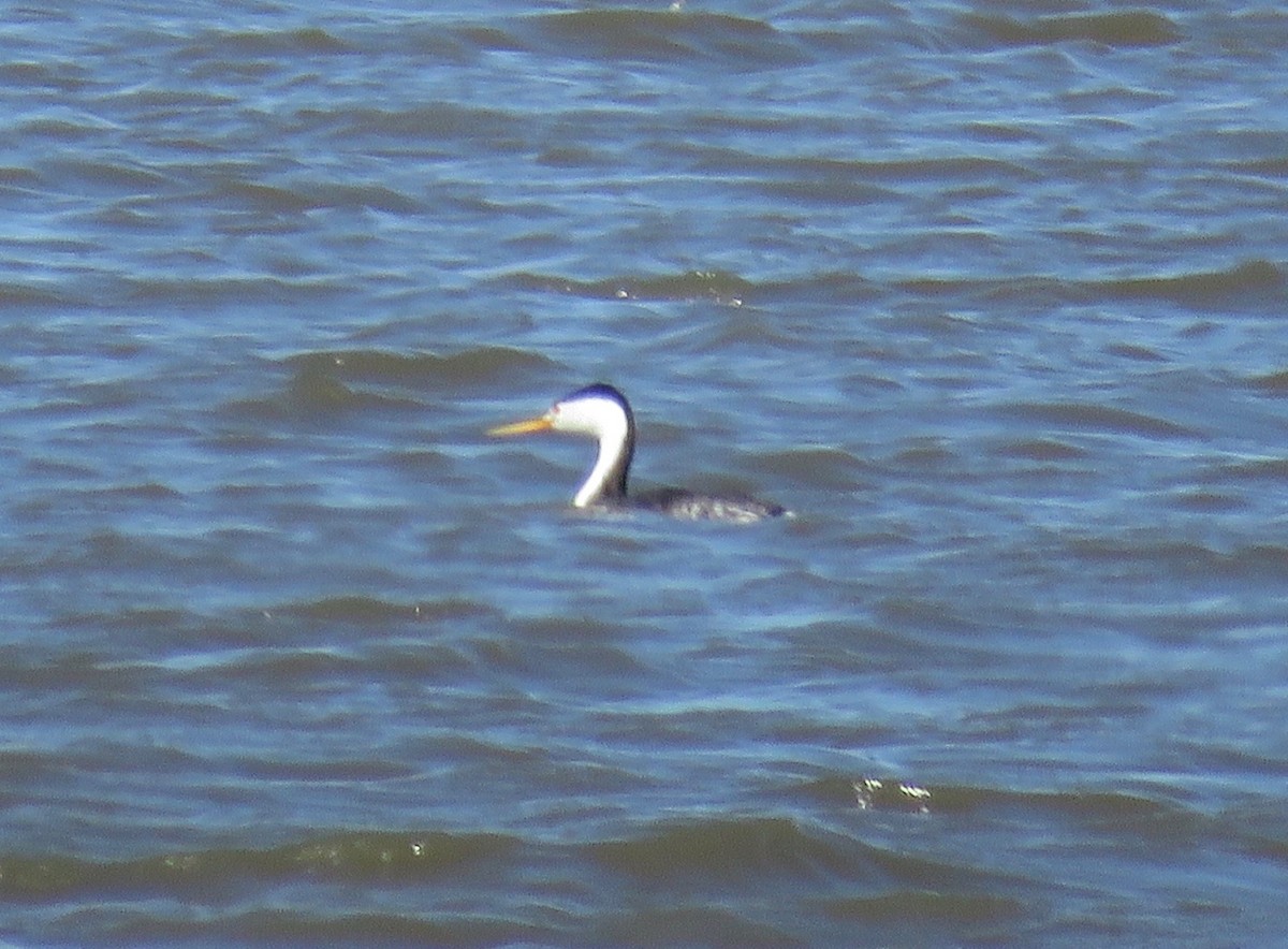 Clark's Grebe - Barb Thomascall