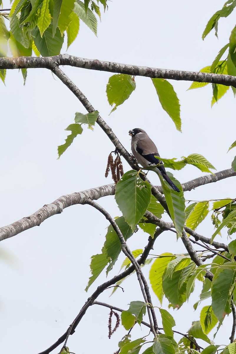 Brown Bullfinch - ML601255891