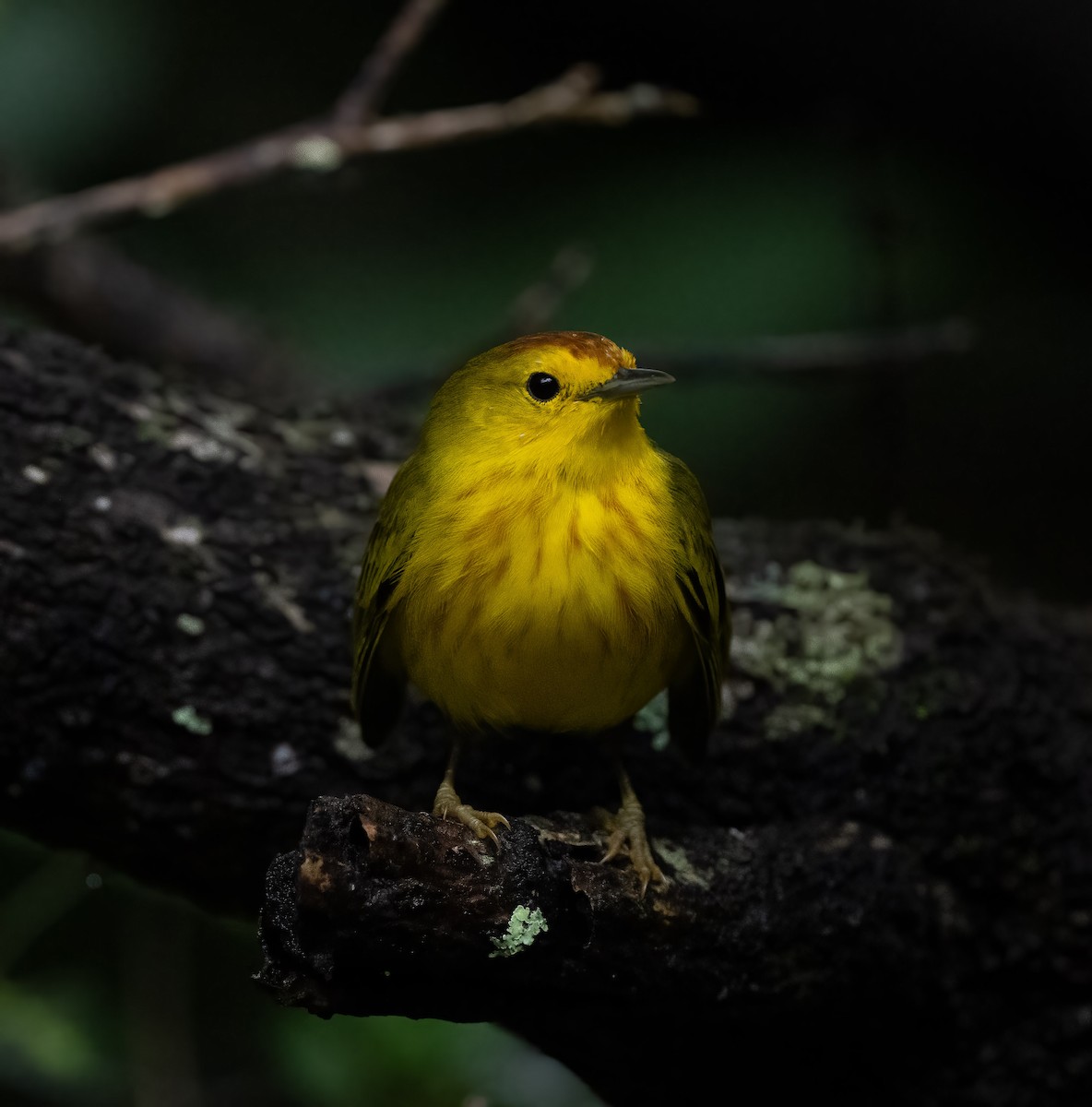 Yellow Warbler (Galapagos) - ML601256051