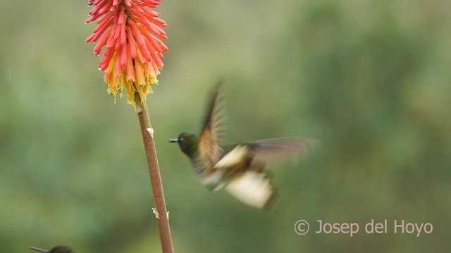 Buff-tailed Coronet - ML601257241