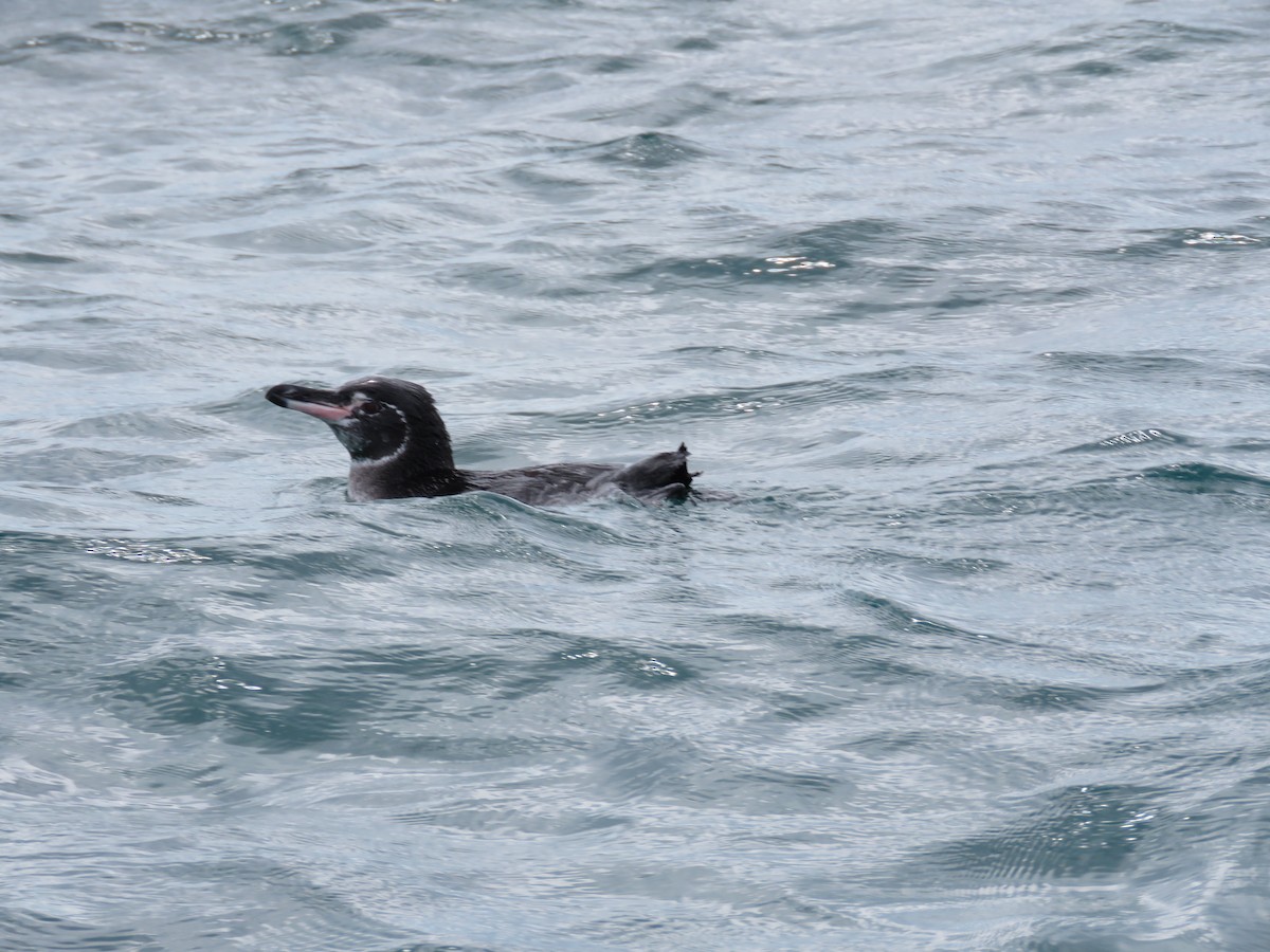 Galapagos Penguin - Craig Caldwell