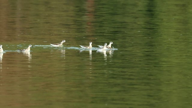 Red-necked Phalarope - ML601258061