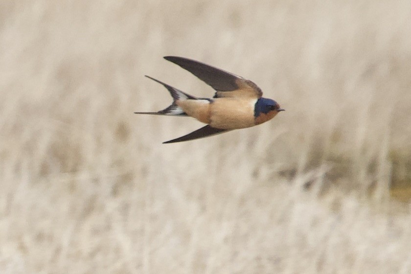 Barn Swallow - Joseph Priniotakis