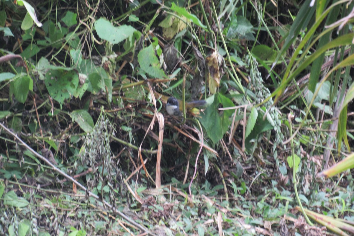 Costa Rican Brushfinch - ML601259421