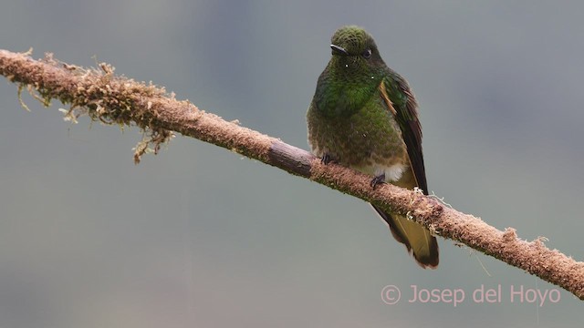 Buff-tailed Coronet - ML601259761