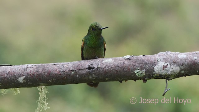 Buff-tailed Coronet - ML601261031