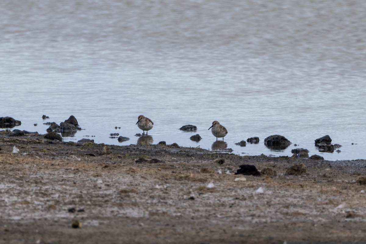 Western Sandpiper - Tristan Yoo