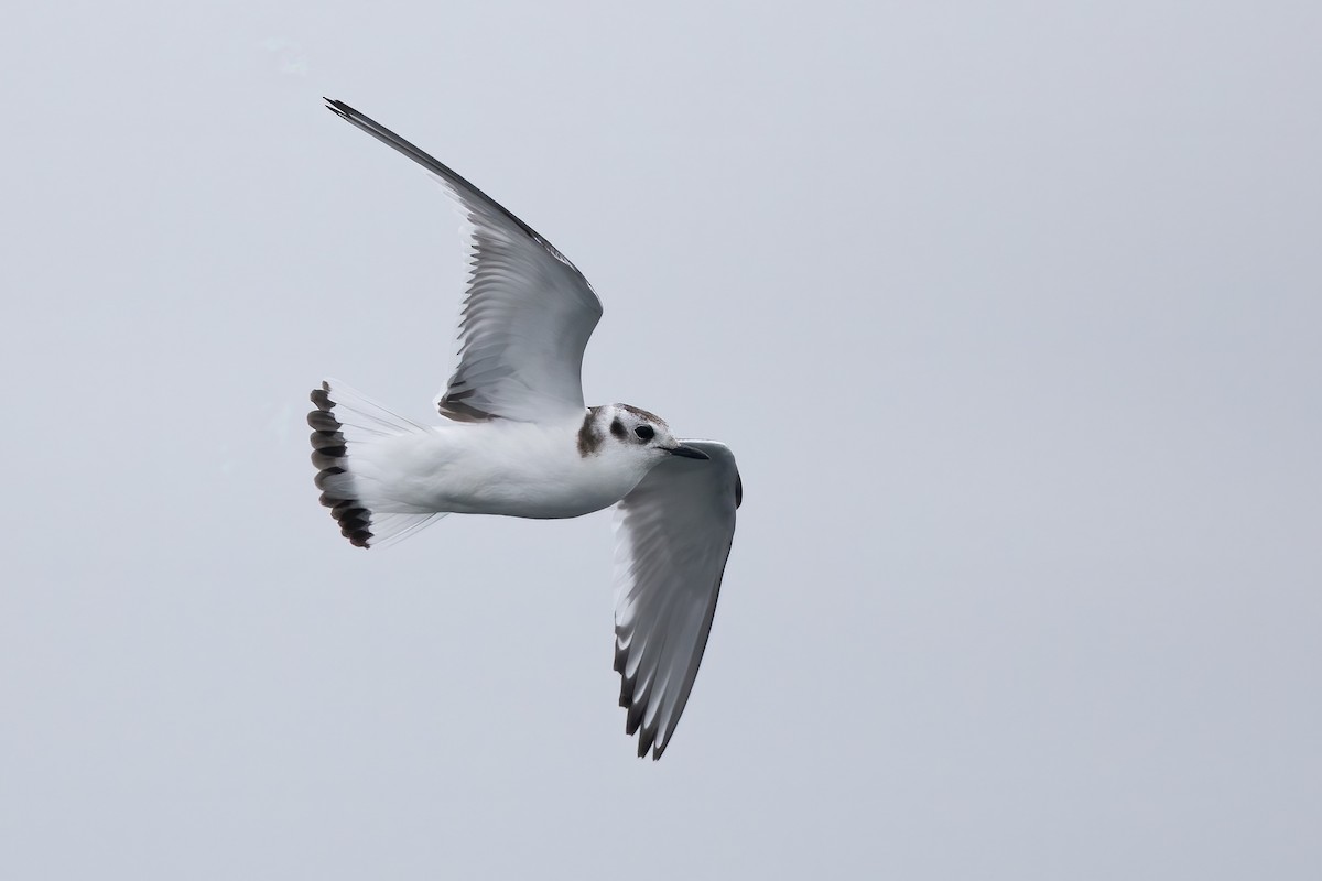 Gaviota Enana - ML601261381