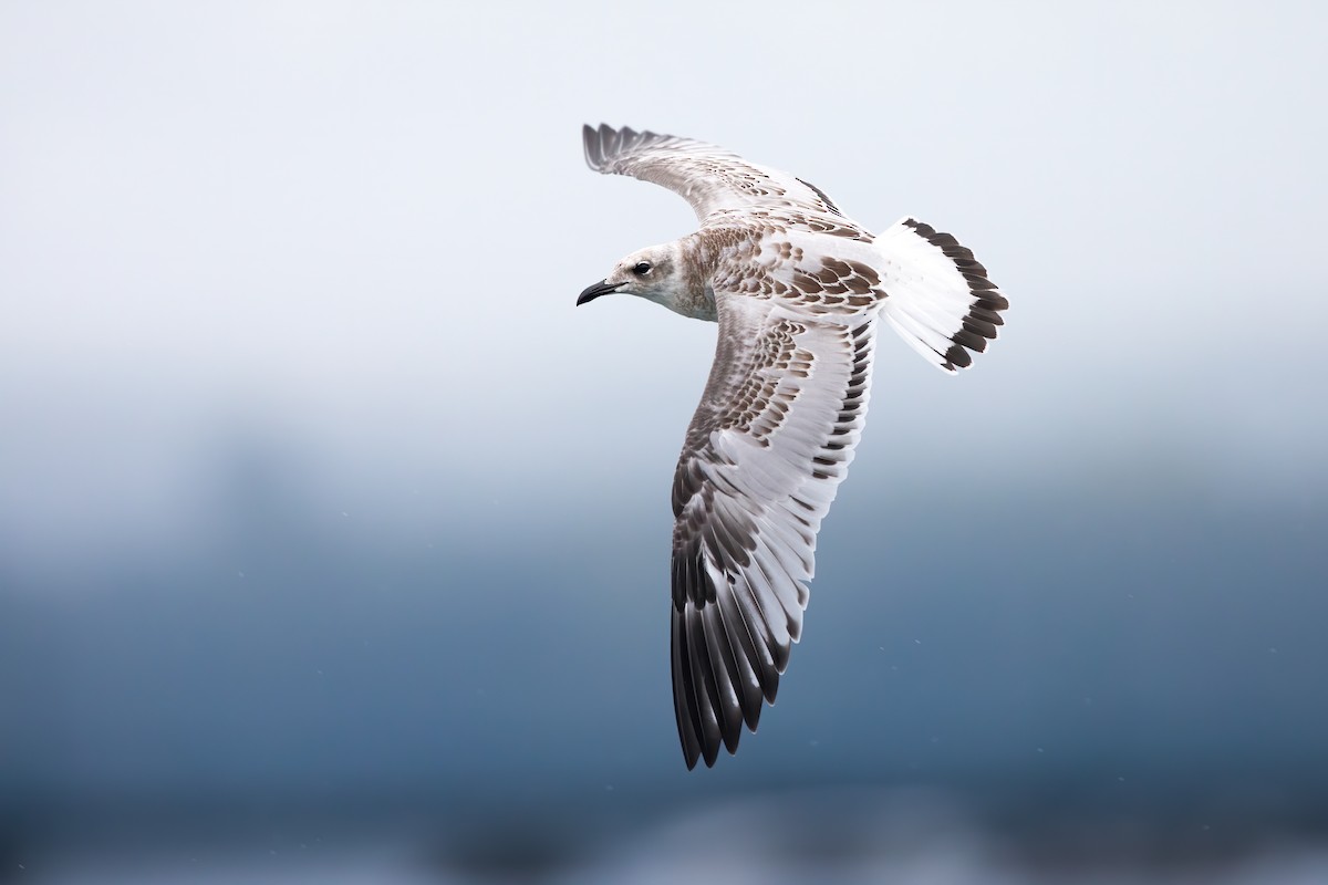 Gaviota Cabecinegra - ML601261451