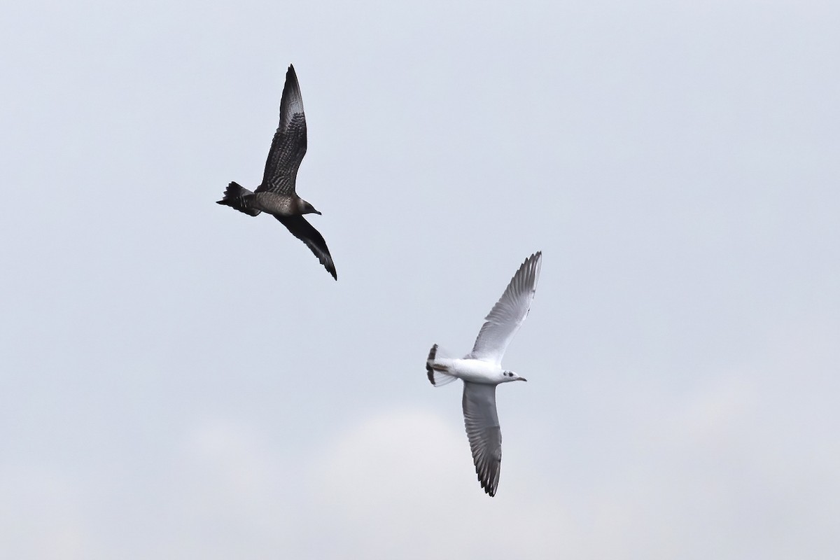 Long-tailed Jaeger - ML601261661