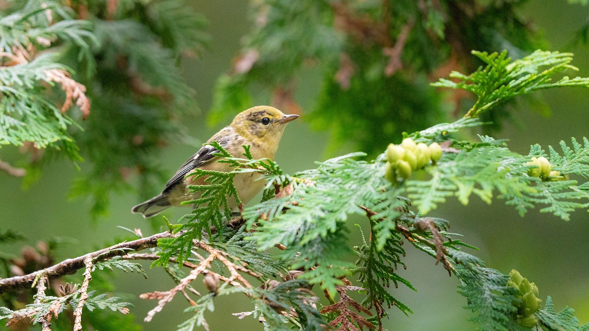 Bay-breasted Warbler - ML601262631