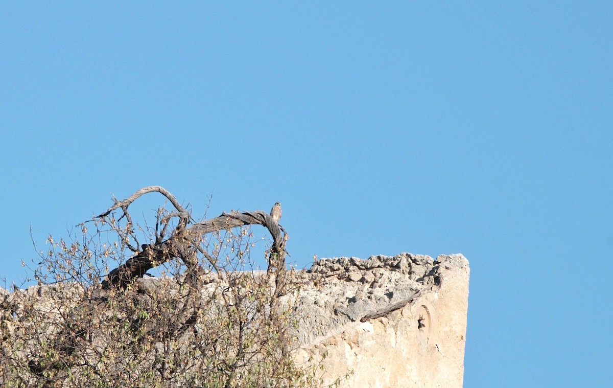 Eurasian Kestrel - ML601263151