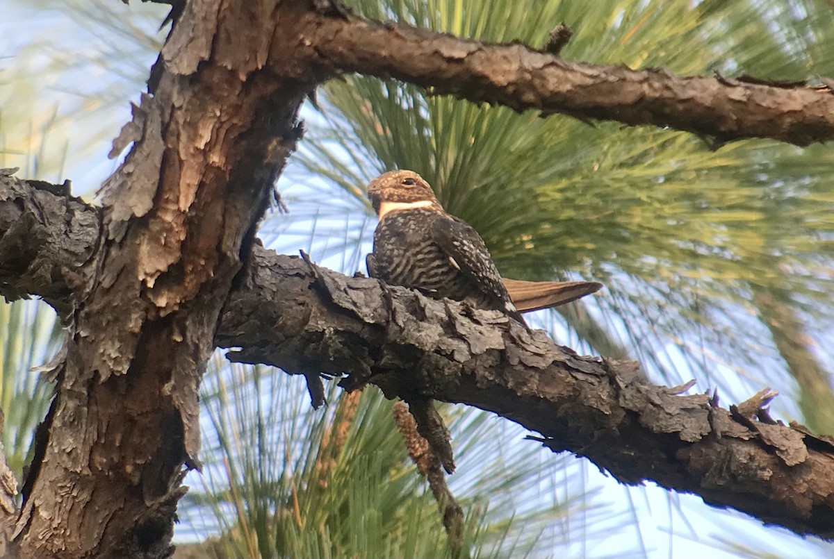 Common Nighthawk - ML601263301