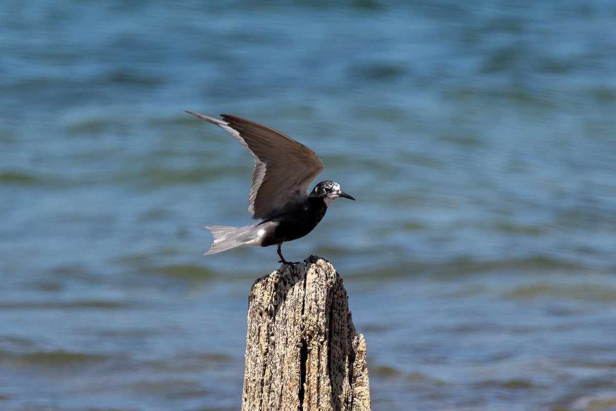 Black Tern - Tristan Yoo