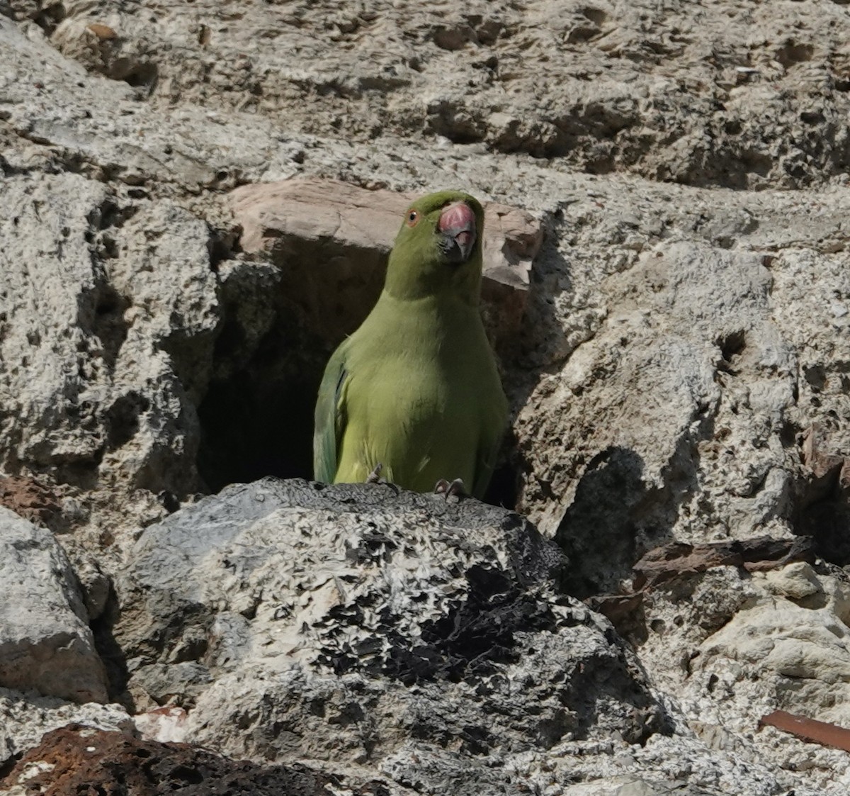 Rose-ringed Parakeet - ML601263911